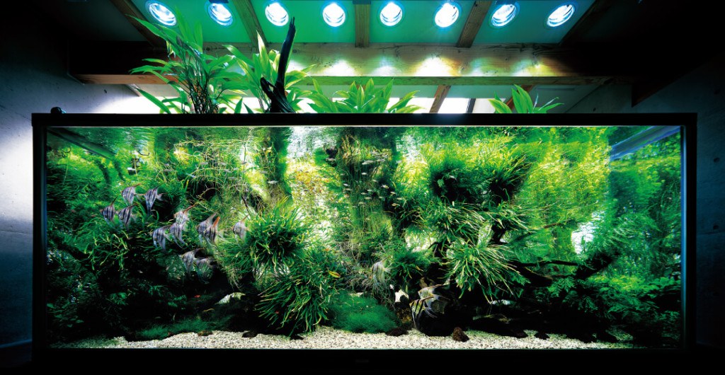 Amanos Nature Aquarium