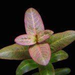Hoành diệp thảo (Pink redstem) (Ammannia latifolia)