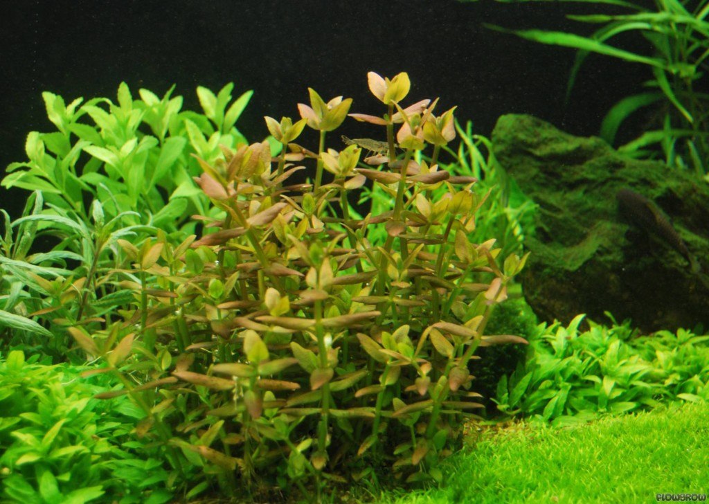 Bacopa salzmannii