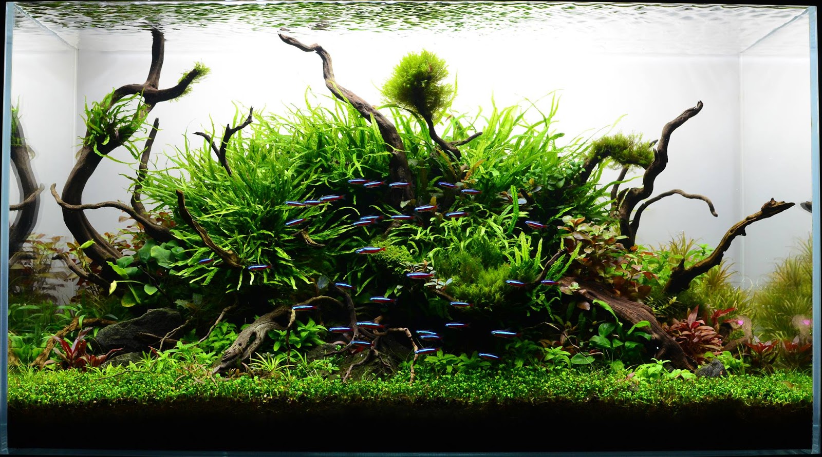 Nature Aquarium