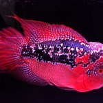Cá La Hán Phượng hoàng lửa = Fiery/Fire Phoenix (FP), Red Phoenix (RP)