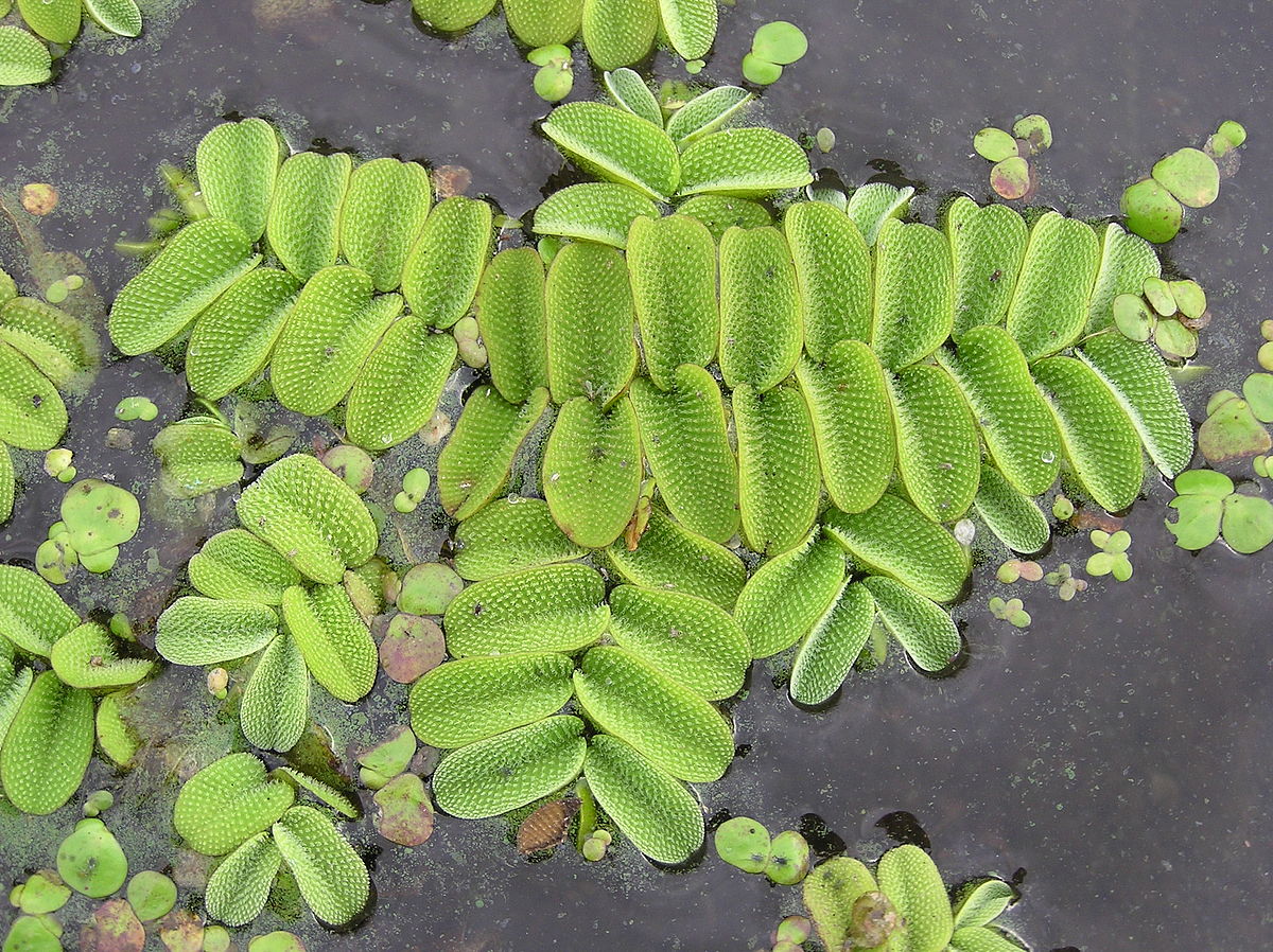 Salvinia natans