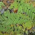 Bèo lá dài (Salvinia oblongifolia)
