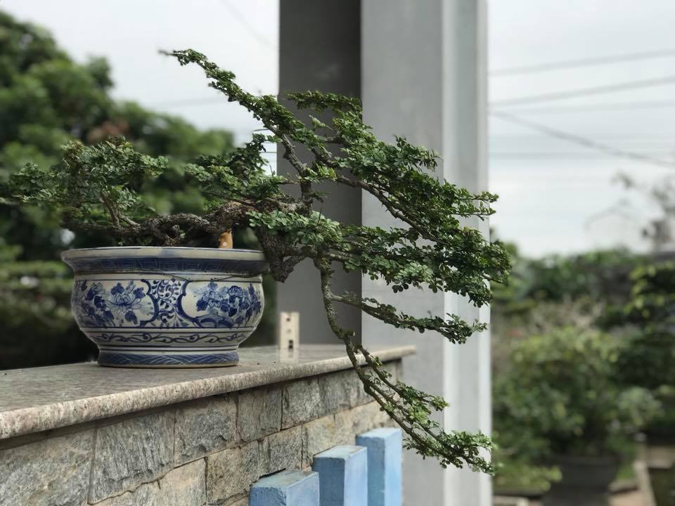 Lịch sử bonsai