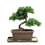 Kỹ thuật bonsai cơ bản