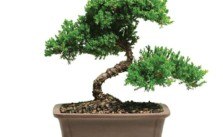 kỹ thuật bonsai
