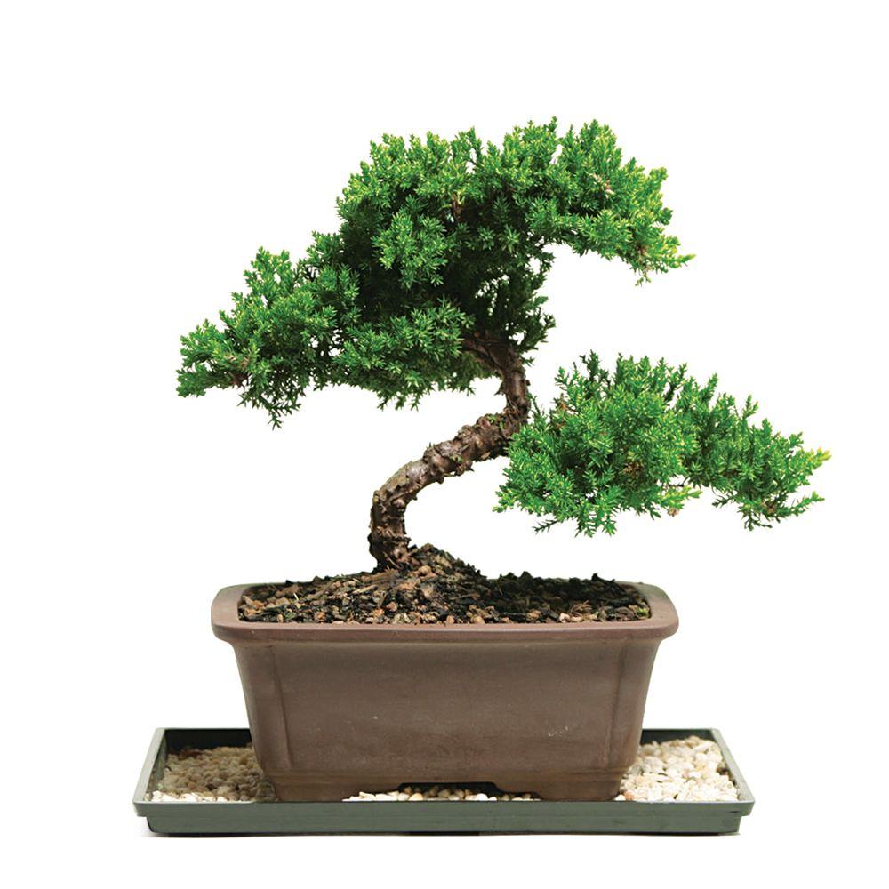 cách tạo dáng cây bonsai
