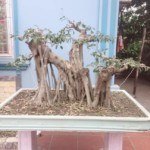 Cắt tỉa bonsai