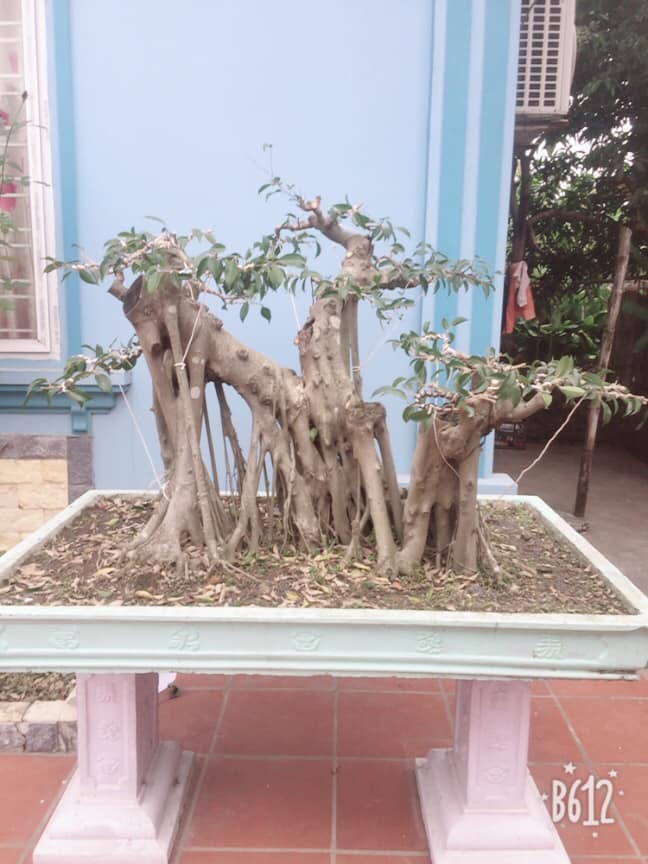 cắt tỉa bonsai