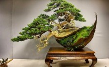 giá trị bonsai