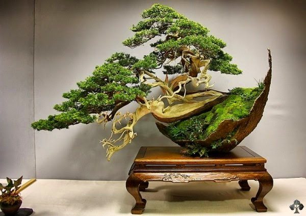 giá trị bonsai