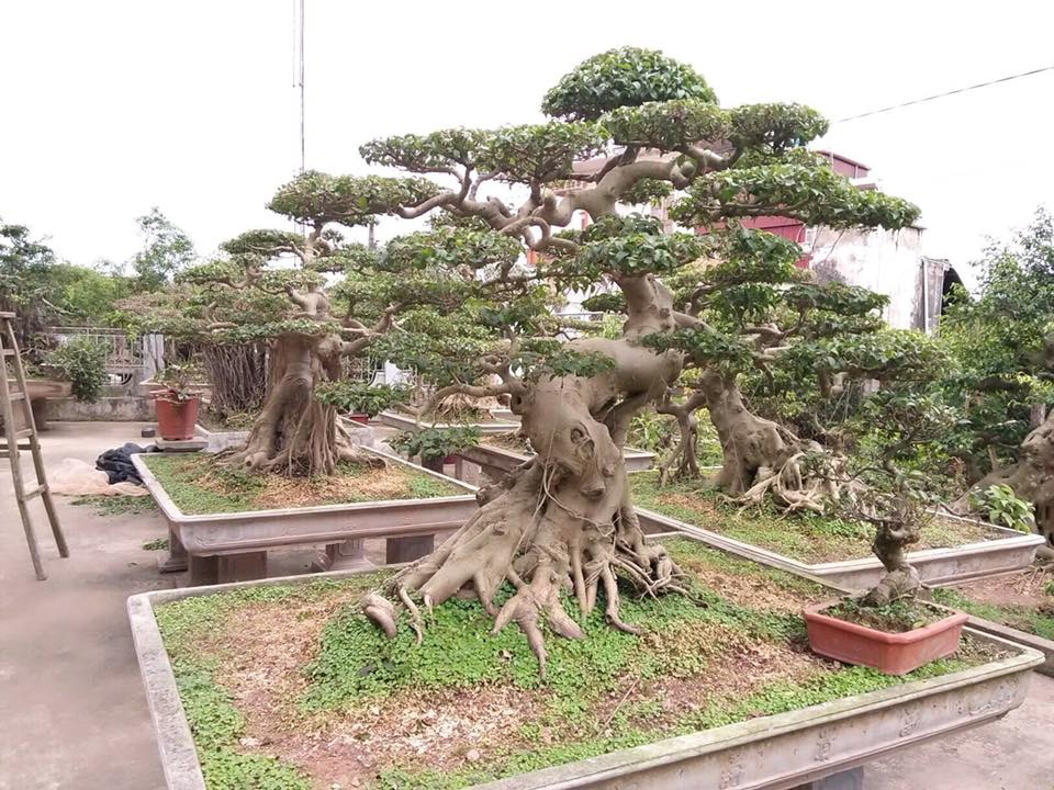 bonsai đẹp
