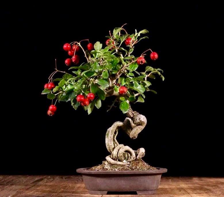phương pháp tròng bonsai