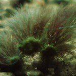 Black-Beard Algae (BBA), Red-Brush Algae (Rêu chùm đen)