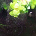 Staghorn algae (Rêu sợi xanh, Rêu sừng hươu)