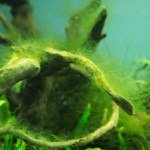 Rêu tóc xanh – Green Hair algae