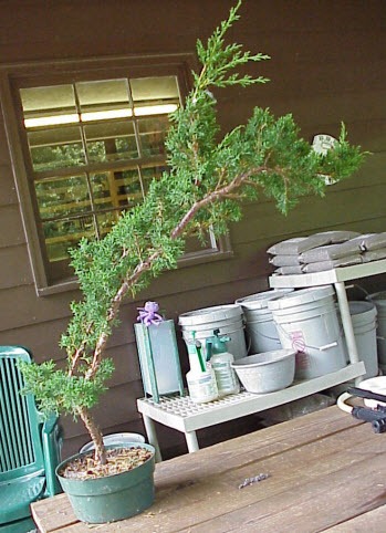 Cách tạo bonsai Tanuki bước 5