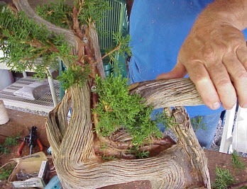 Cách tạo bonsai Tanuki bước 7a