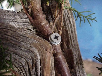 Cách tạo bonsai Tanuki bước 7b