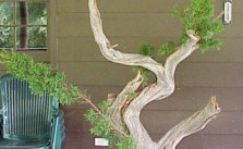 bonsai Tanuki