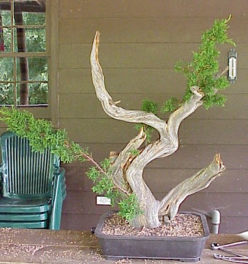 bonsai Tanuki thành phẩm