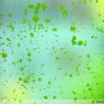 Green Spot algae (Tảo đốm xanh)