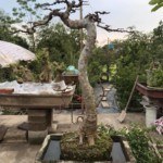 Tạo hình và chăm sóc bonsai