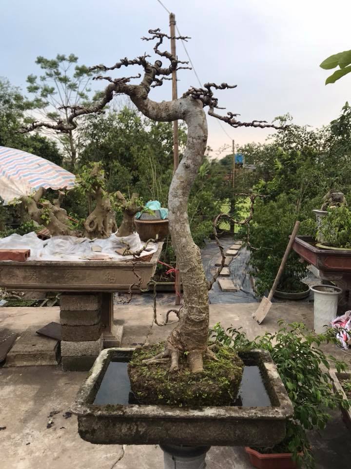tạo hình chăm sóc bonsai