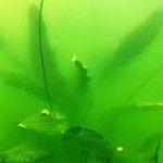 Green water (Tảo lục)