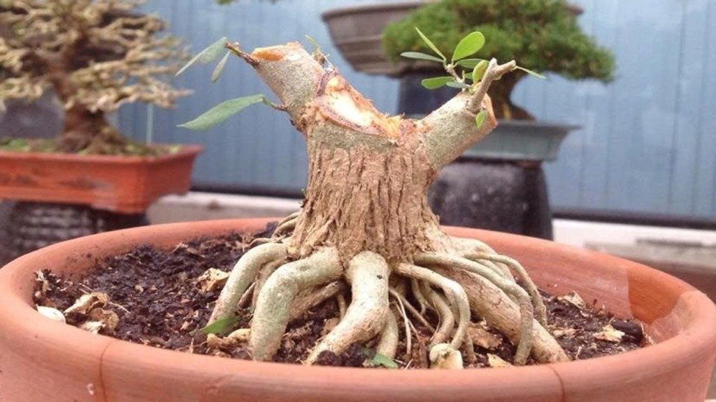 tạo rễ bonsai