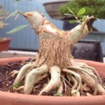 Tạo rễ cho bonsai và cây kiểng