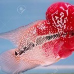 Cá La Hán (Flower Horn Fish)