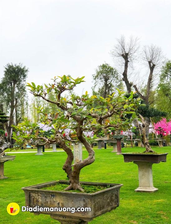 lễ hội bonsai Việt Nhật