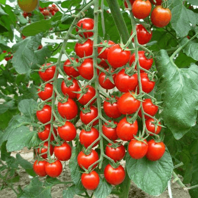 Cà chua chuỗi ngọc