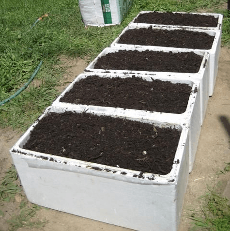 Cách trồng măng tây trong thùng xốp