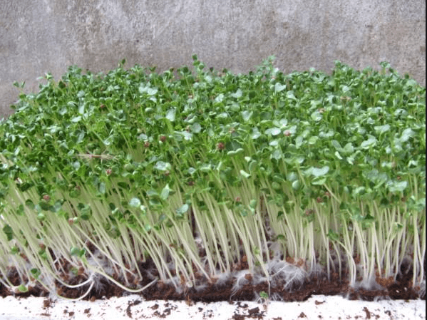 trồng rau mầm trong đất trong thùng xốp﻿