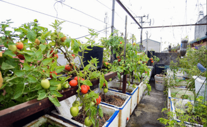 cách trồng cà chua trên sân thượng