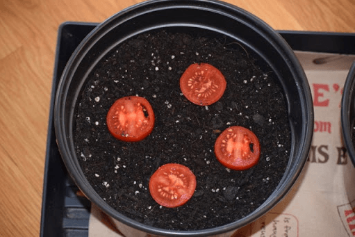 trồng cà chua bằng hạt từ quả tươi