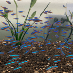 Cá Neon và các kỹ thuật nuôi để cá khỏe mạnh lớn nhanh